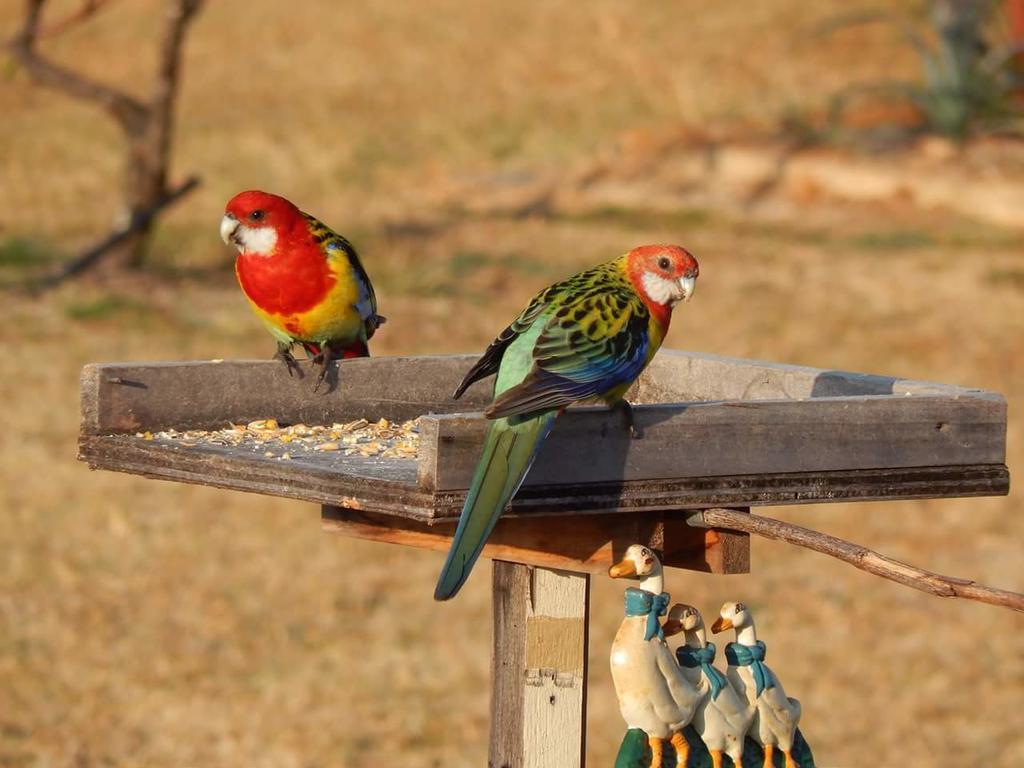 Grovely House Bed and Breakfast Stanthorpe Buitenkant foto