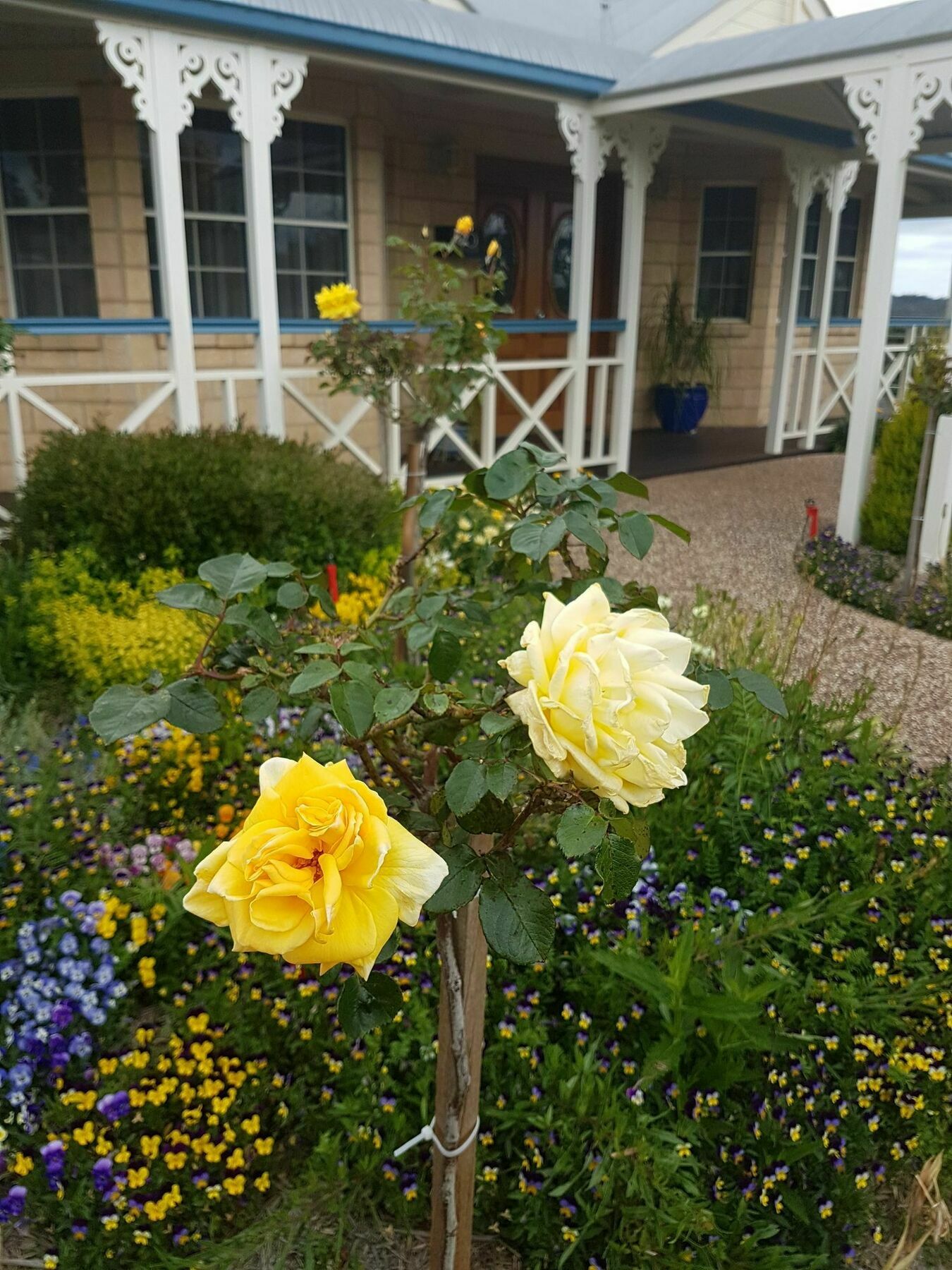 Grovely House Bed and Breakfast Stanthorpe Buitenkant foto